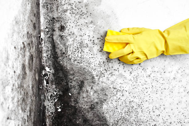 Best Mold Testing and Inspection Services in Sheridan, IL