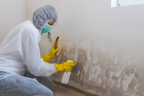 Best Residential Mold Remediation in Sheridan, IL