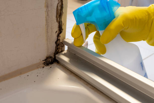 Best Kitchen Mold Remediation in Sheridan, IL