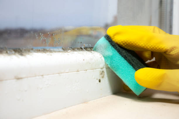 Best Insurance-Related Mold Remediation in Sheridan, IL
