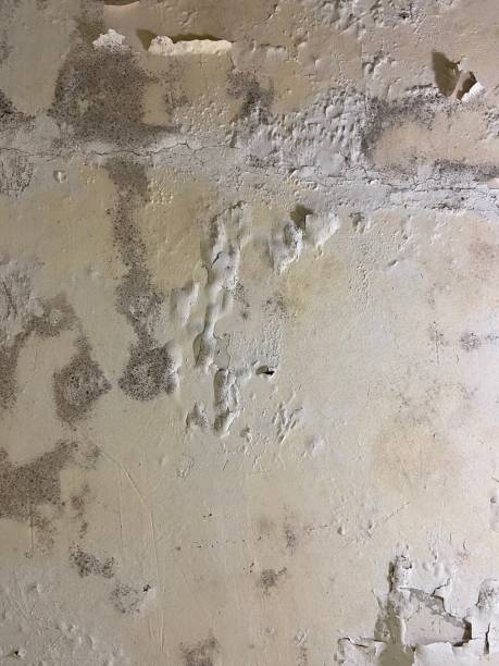 Best Black Mold Remediation in Sheridan, IL