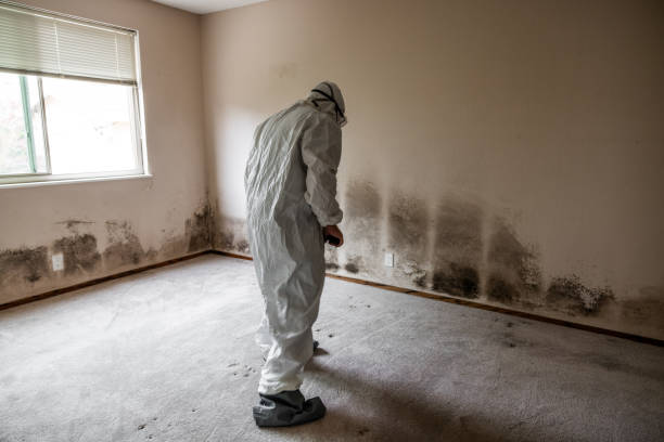 Best Attic Mold Remediation in Sheridan, IL