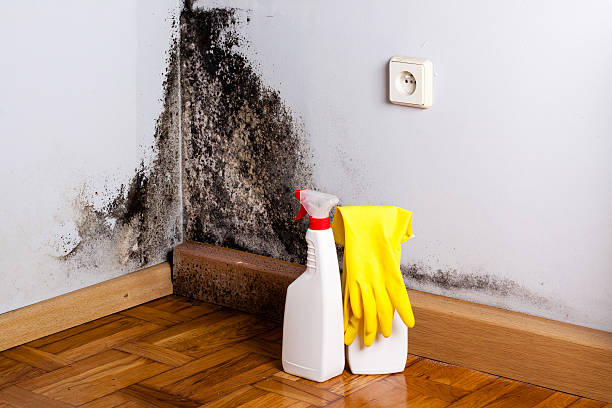 Best Post-Flood Mold Remediation in Sheridan, IL