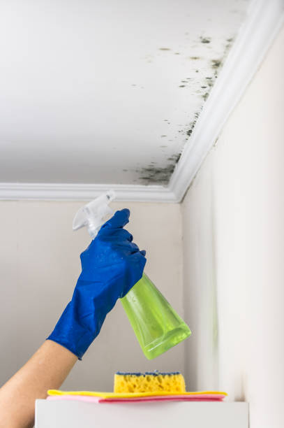 Best HVAC Mold Remediation in Sheridan, IL